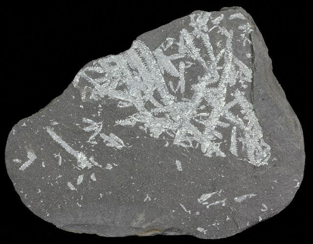 Fossil Graptolites (Didymograptus) - Great Britain #66621